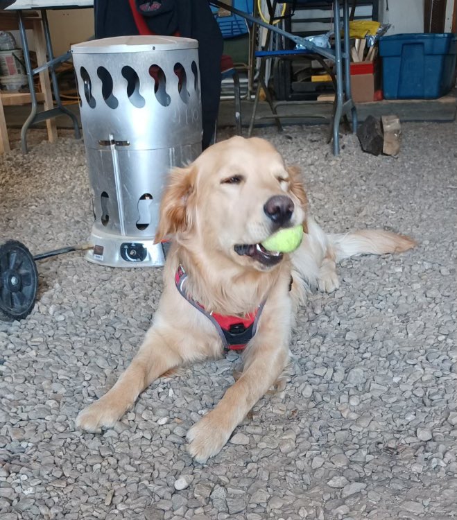 SpenceIsHungry's tweet photo. Jkkk I’m doggo I dunno what dayz are!!!! https://t.co/pt60CiraY2
