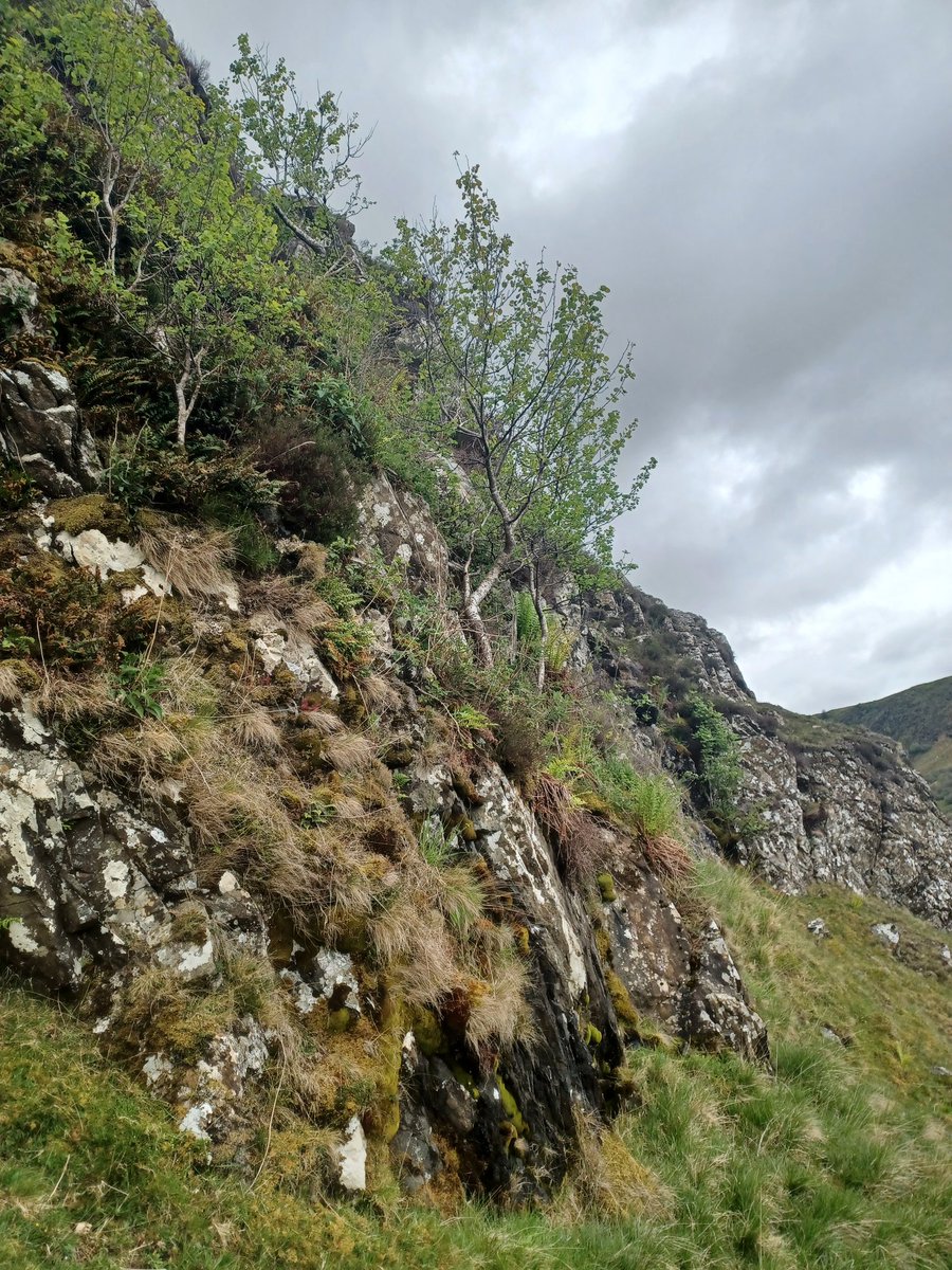 Eadha Enterprises (@eadhaaspen) on Twitter photo Excited to have found two new #aspen clones at the Black Rocks outside Dalmellington this morning while collecting eared willow cuttings for our Coalfields to Wildwoods project <a href="/CoalfieldCLP/">Coalfield Communities Landscape Partnership</a> #aspentwitter Excited to have found two new #aspen clones at the Black Rocks outside Dalmellington this morning while collecting eared willow cuttings for our Coalfields to Wildwoods project <a href="/CoalfieldCLP/">Coalfield Communities Landscape Partnership</a> #aspentwitter