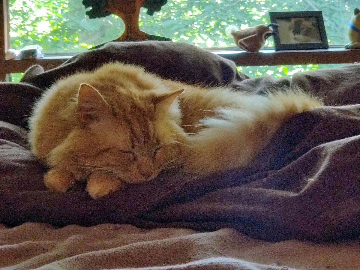 Tormund Sofasbane 🐱🦁🐱 tweet media