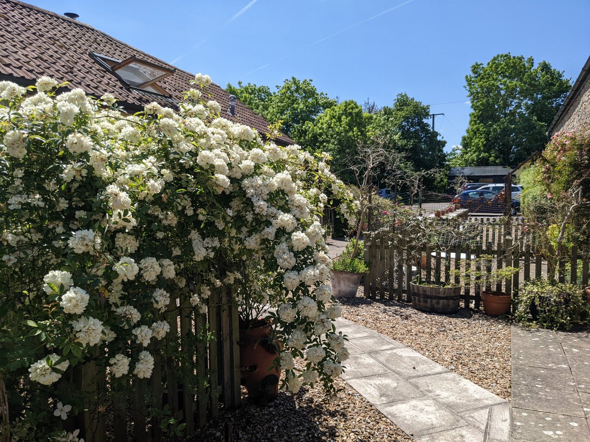 tritchayne's tweet photo. We are now offering 10% off for all of June and July at Tritchayne Farm Cottages. Our gardens have just exploded with colour so why not wait for the chaos of the Jubilee weekend to pass and come and see. Prices and availability on our website or message us.
#summerbargain #deal https://t.co/r99UThYjRE