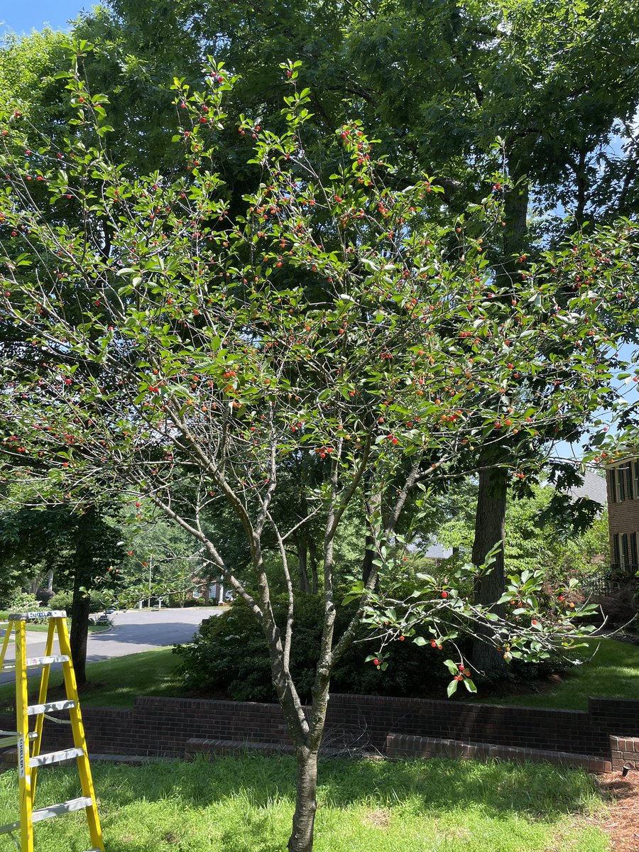 wambrosius's tweet photo. Picked some sour cherries today.  The tree I planted maybe a dozen years ago finally is producing lots!  The birds got most of our sweet cherries, unfortunately. https://t.co/HhifaQjEno