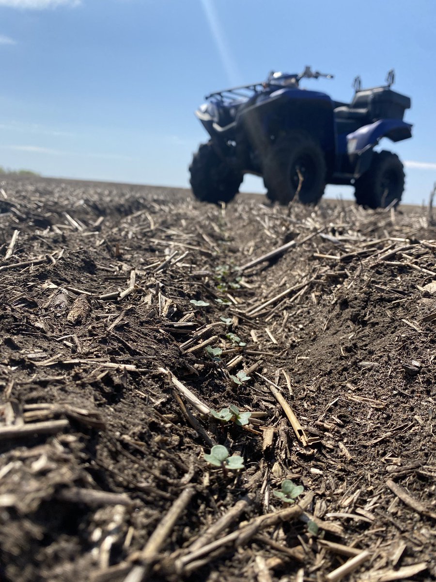 Amber Boxall tweet media