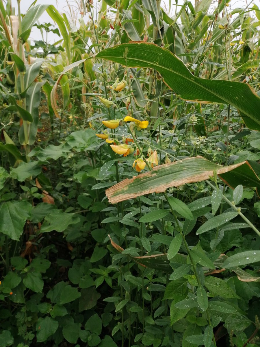 HubPSurCimmyt's tweet image. Los sistemas agroliametarios sustentables usan desarrollar soluciones integrales, producción, sustebilidad, acceso a mercado @ACCIMMYT @CIMMYTesp #CLCA #HubPSur