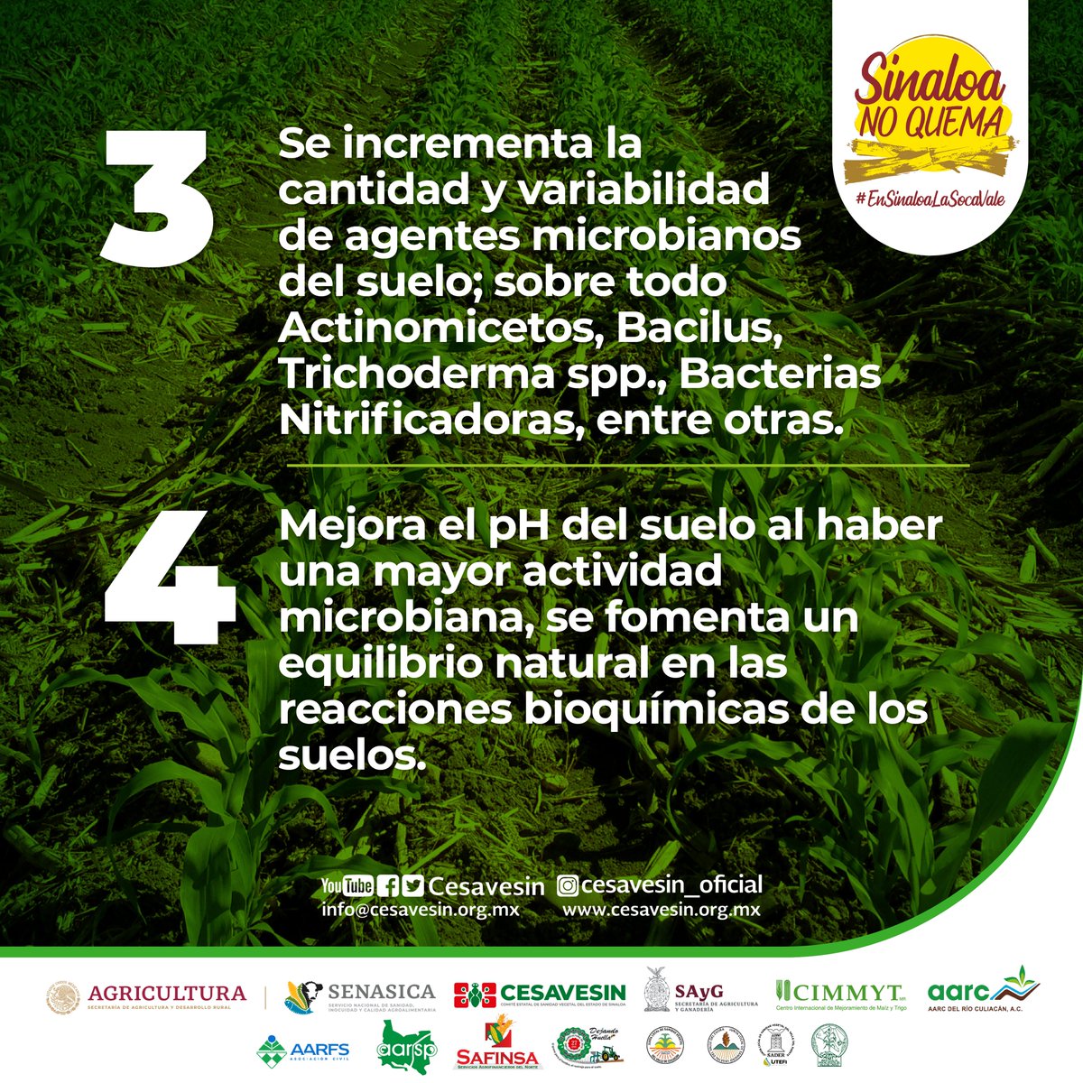 ACCIMMYT's tweet photo. 🔟 magnificas razones para incorporar los residuos agrícolas a tu parcela. ¡No quemes la #soca! El suelo la necesita para ser productivo.
@Agricultura_mex @saygsinaloa @aarcrioculiacan @aarsp_ac @ClubEvora #SAFINSA @SENASICA @Cesavesin @Hub_PACNorte https://t.co/snPR9j0UvA