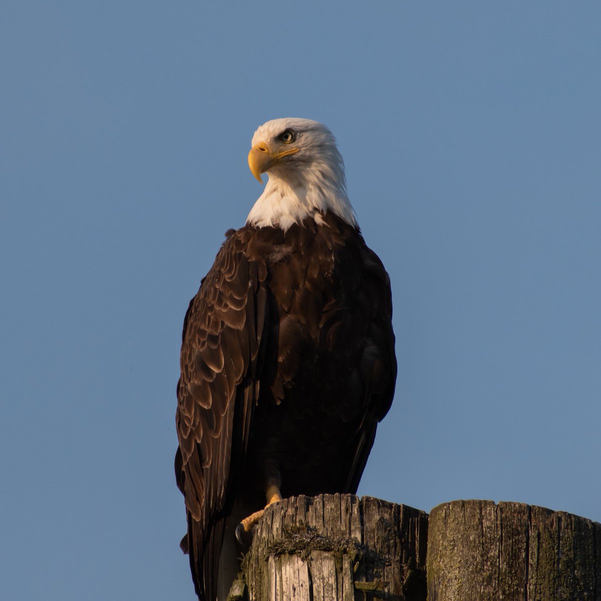 American Bald Eagle Foundation tweet media