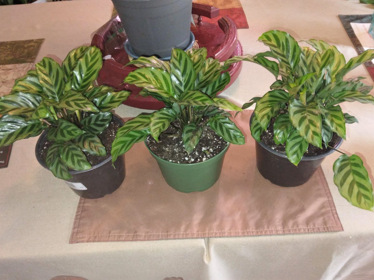 preslimo410's tweet photo. A Plantiful Oasis in Catonsville, Md
410-382-8894
Call or Text to set up a day and time for pick up https://t.co/dVDM9nWvJM