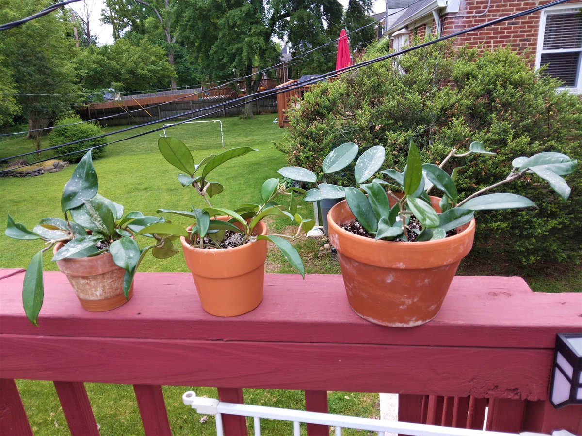 A Plantiful Oasis in Catonsville, Md
410-382-8894
Call or Text to set up a day and time for pick up