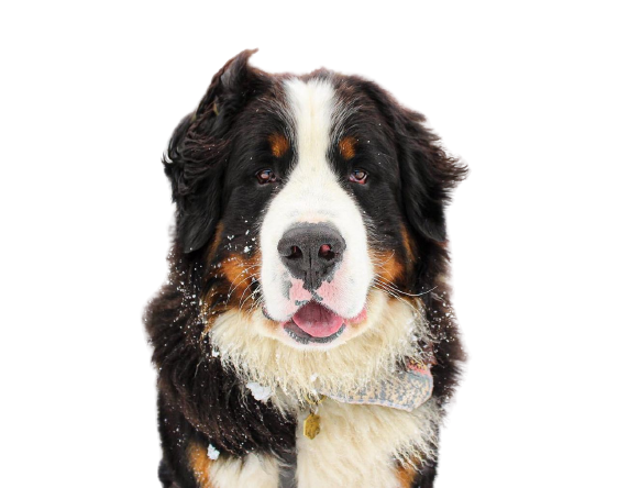 SoftPawsOnline's tweet photo. Money can buy you a beautiful dog, but only love and attention can make him wag his tail🐶🐩 https://t.co/9y6ZYyXTib