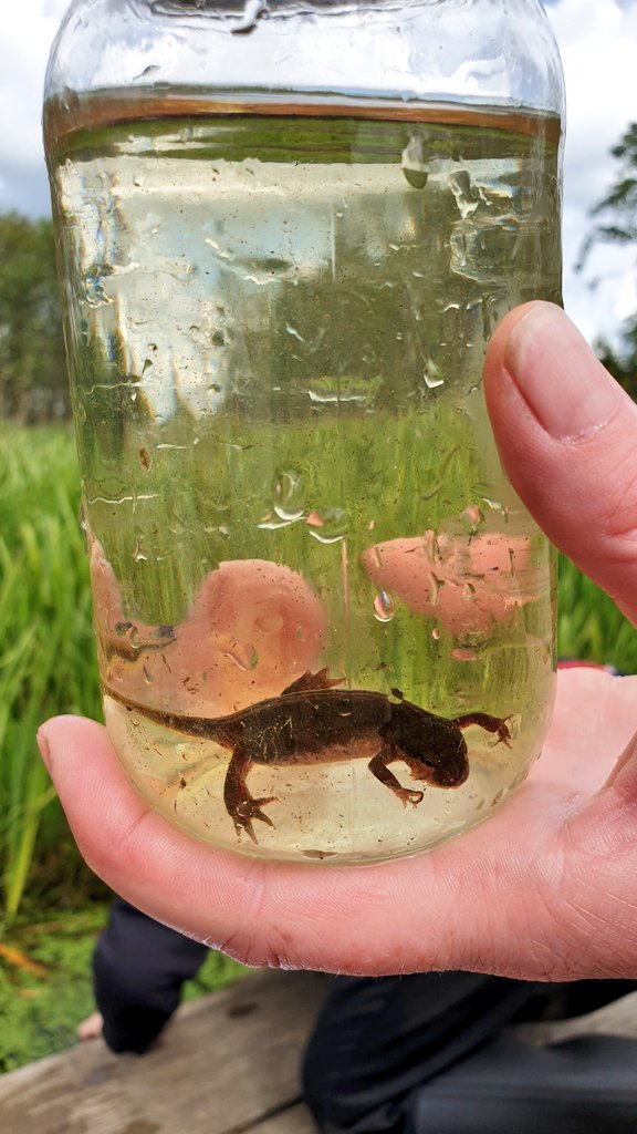 Phoenix Class - Connolly School Campus tweet media