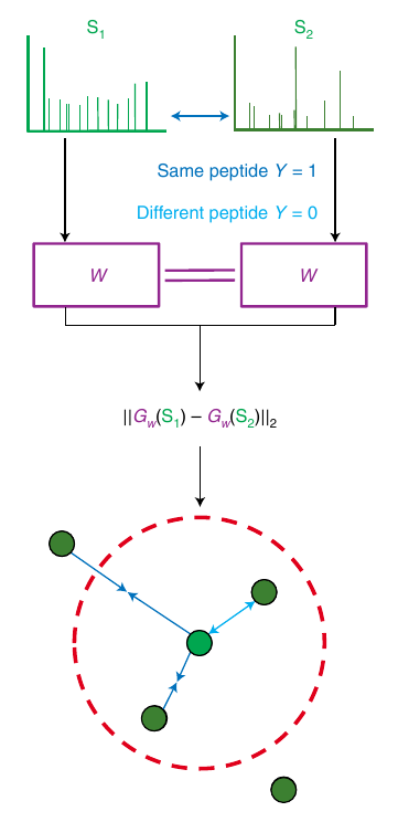 bittremieux's tweet photo. Our GLEAMS work has now been published in @naturemethods! 🎉 https://t.co/mlP4mAGWrR

GLEAMS is a deep Siamese neural network that embeds spectra into a low-dimensional space which brings together spectra generated by the same peptide and captures their latent properties. https://t.co/jMWeqwSydF