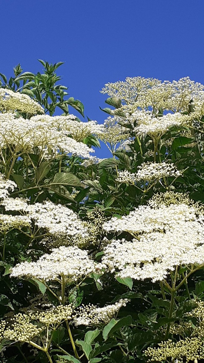 flowi00406670's tweet photo. Phänologischer Beginn des Frühsommers ist eingeläutet: der #Hollunder blüht. https://t.co/YcigvEISSZ