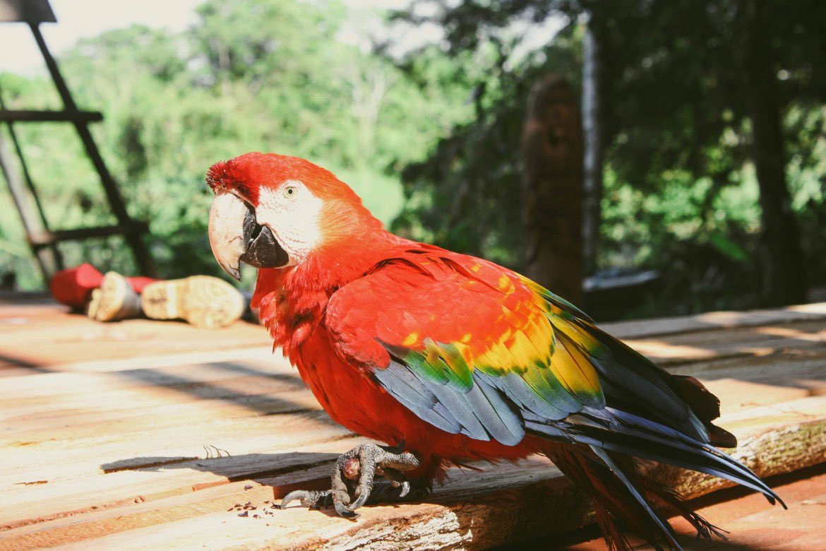 Escape_Beyond's tweet photo. A few photos from the Amazon https://t.co/uAmRJIUVOZ