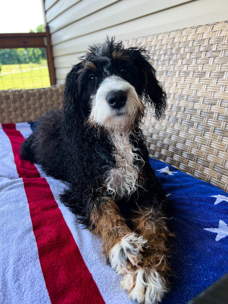 Thank you to all of our troops for what you have done and will do. Hope everyone has a chance to let a troop pet you today. #Troops #USA #Military #MemorialDay