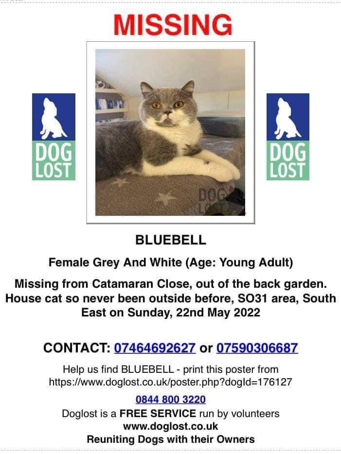 KarenFi51820768's tweet photo. Can you help #FindBluebell please #RT she needs to go home. Facebook group here https://t.co/jgEnQnu5jc @MissingPetsGB @AlanDaffern @rosiedoc666 @LaikaTwat @CatsMissing @SOSmoggies please #RT https://t.co/YN4WNFgi5b