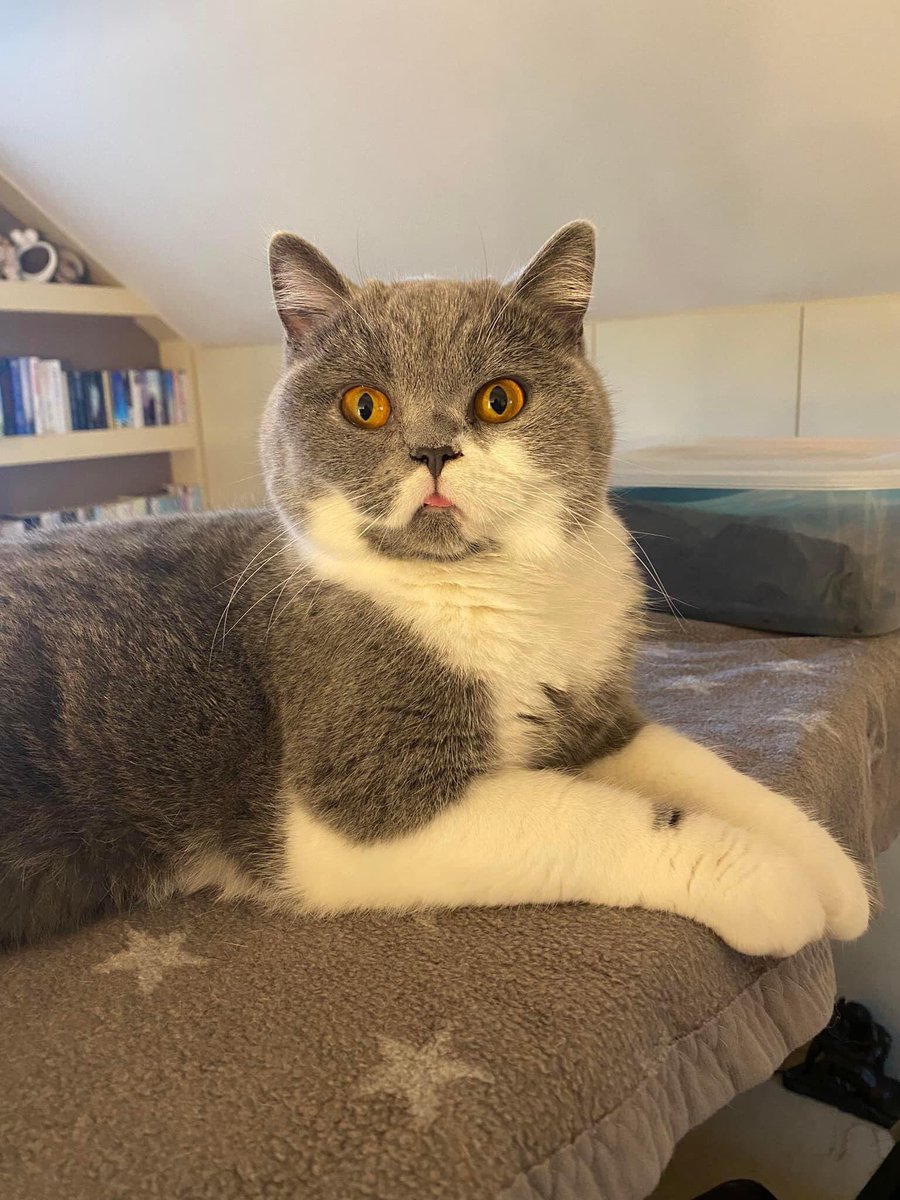 KarenFi51820768's tweet photo. Can you help #FindBluebell please #RT she needs to go home. Facebook group here https://t.co/jgEnQnu5jc @MissingPetsGB @AlanDaffern @rosiedoc666 @LaikaTwat @CatsMissing @SOSmoggies please #RT https://t.co/YN4WNFgi5b