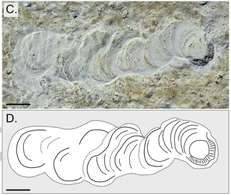 IchnoMelnyk's tweet photo. New (niche) paper alert 🚨 a gull does a thing #VertebrateNeoichnology https://t.co/ay9eoqf5Sg
