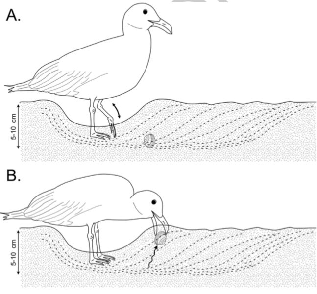 IchnoMelnyk's tweet photo. New (niche) paper alert 🚨 a gull does a thing #VertebrateNeoichnology https://t.co/ay9eoqf5Sg