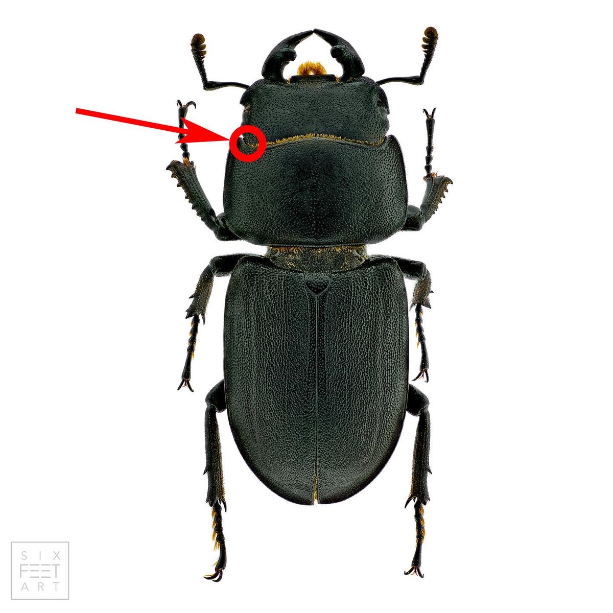 sagaOptics's tweet photo. Lesser stag beetle, Dorcus parallelipipedus. Here you can see the fine hairs at the transition from head to chest on a scale of 40:1. 
#lesserstagbeetle #balkenschröter #coleoptera #biodiversity https://t.co/qQ0ig4szKm