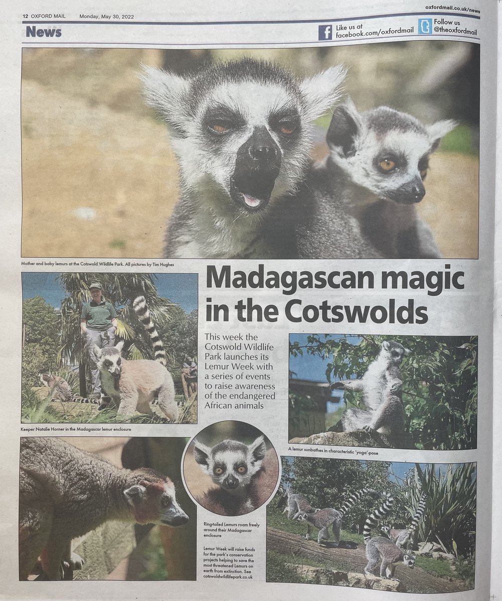 CotsWildTweets's tweet photo. Stunning photos of our new #RingtailedLemur babies in today's @TheOxfordMail taken by @OxMailTimHughes. Thanks so much to the Oxford Mail for supporting #LemurWeek and raising awareness for our #Lemur #conservation projects. We love these photos. #supportlocaljournalism https://t.co/grhJZO4ZEf