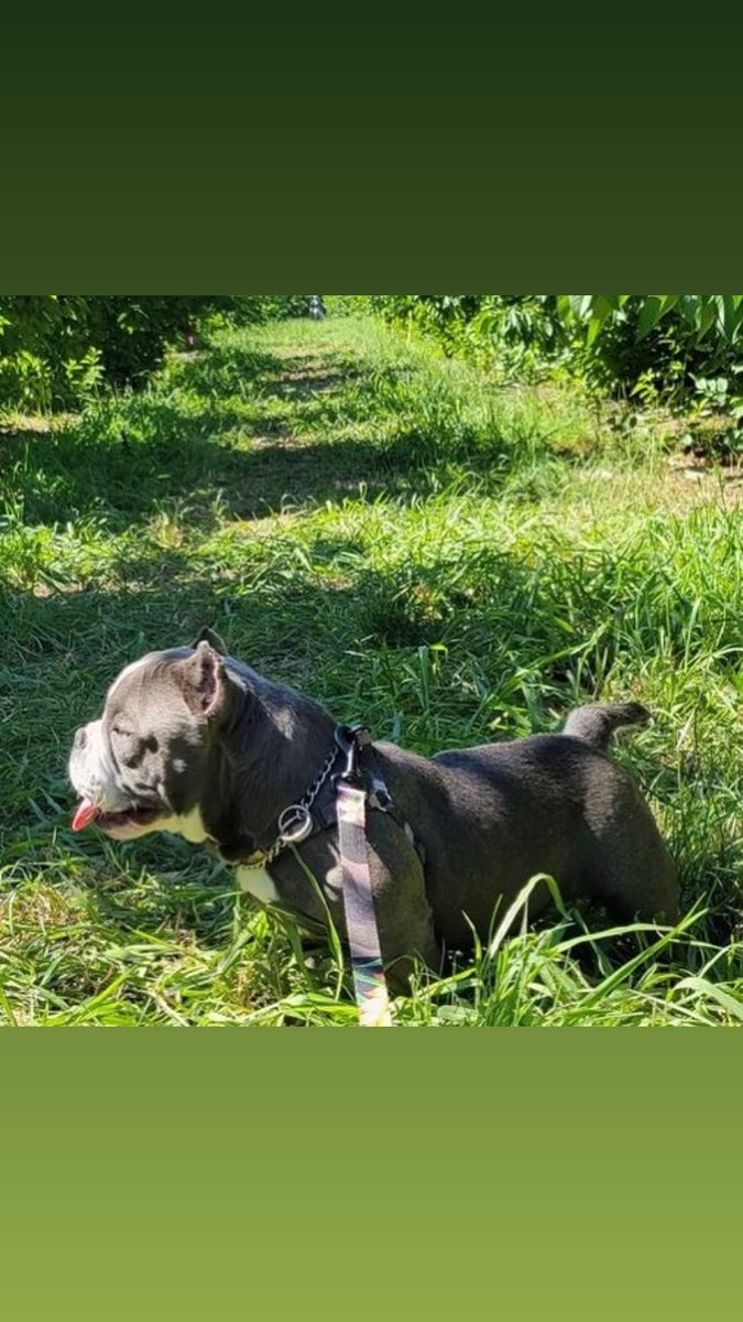 CoachFredV's tweet photo. Deebo #americanbully #microbully #miagibloodline #daxline https://t.co/R3mSrkjl0p