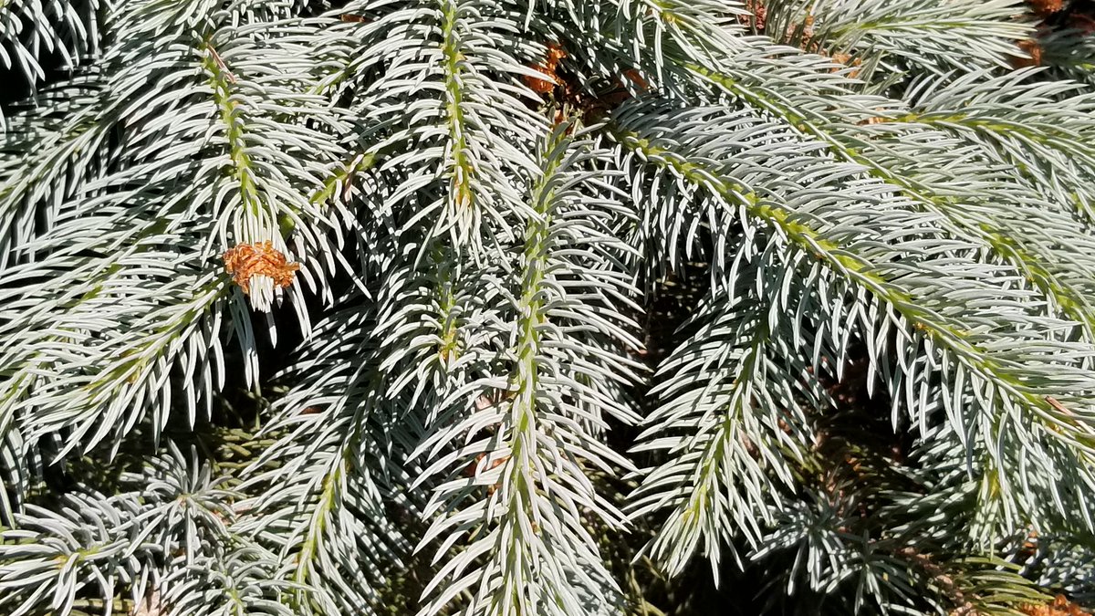 carolynstearns's tweet image. #MayPatternChallenge  Blue Spruce