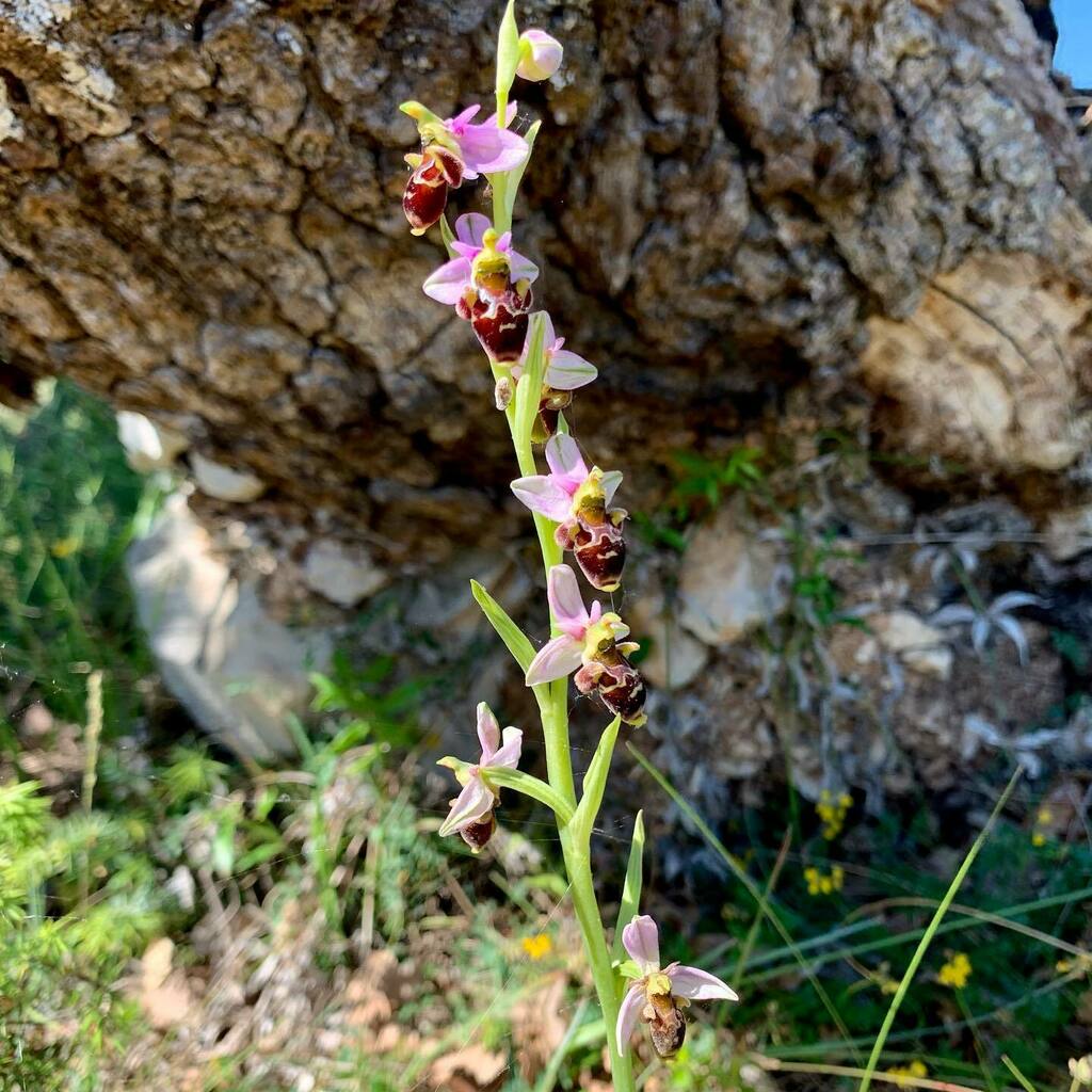 joannasimon's tweet image. Woodcock orchid, a cornflower looking all the more decorative (and crowded) for having 3 six-spot burnet moths on it and pyramid orchids, which are all around here, but no less welcome #mondaywalk #wildorchilds instagr.am/p/CeMJfaWtrgz/