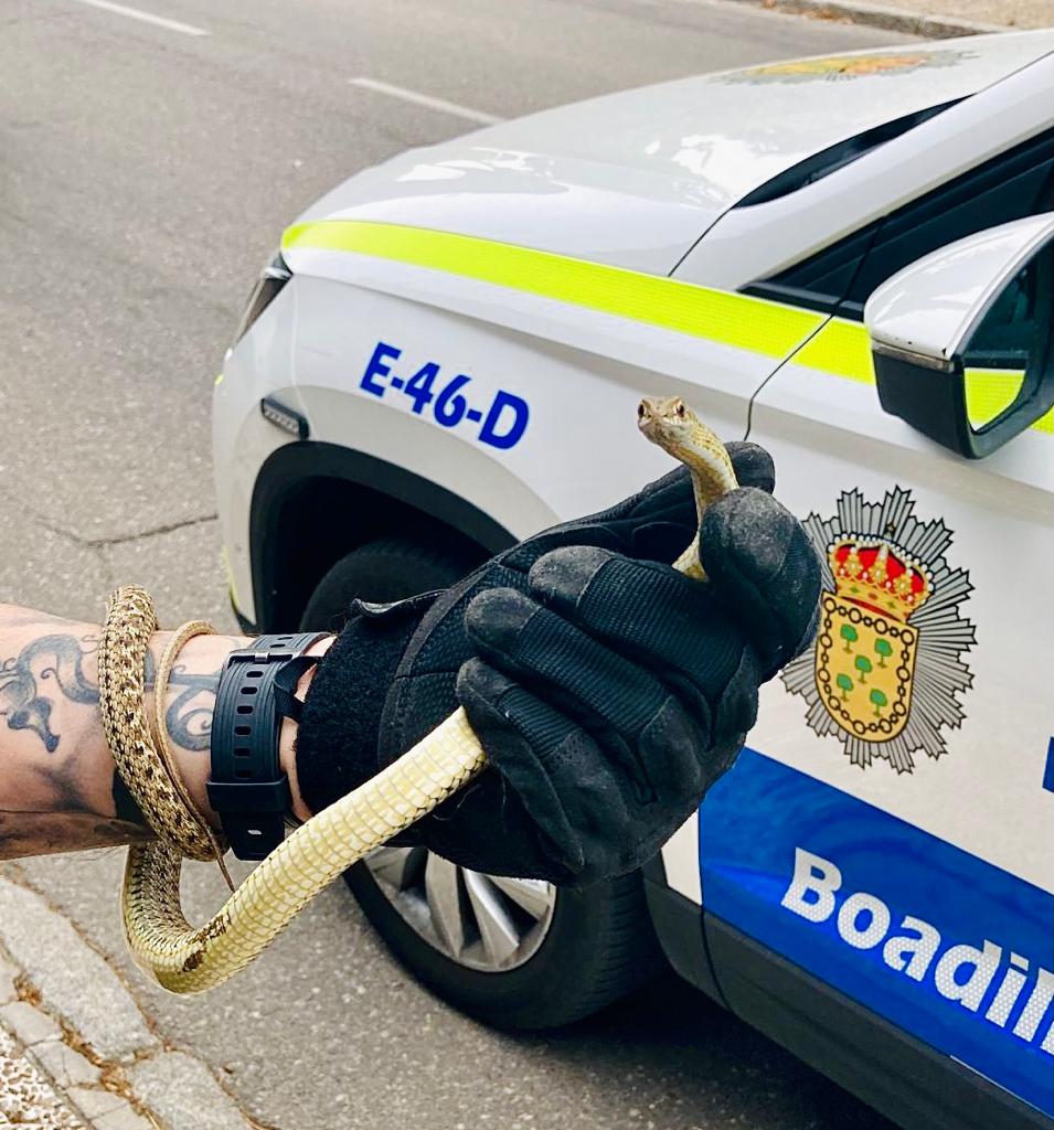 policiaboadilla's tweet photo. Tras visitar el domicilio de un vecino de la localidad para tomar algo fresquito 😜 por #SanBabiles nuestros #Agentes devuelven a esta 🐍 serpiente de escalera a su hábitat natural.
#Boadilla We ❤ #Animals #Animales 🐈🐎🐕🐤🐢🐍🐝 https://t.co/QSW6t0RrCD