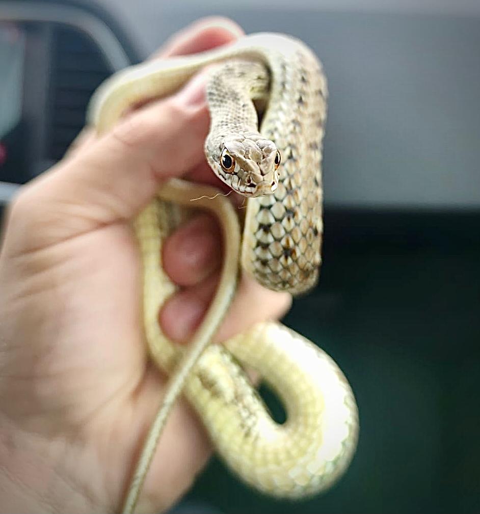 policiaboadilla's tweet photo. Tras visitar el domicilio de un vecino de la localidad para tomar algo fresquito 😜 por #SanBabiles nuestros #Agentes devuelven a esta 🐍 serpiente de escalera a su hábitat natural.
#Boadilla We ❤ #Animals #Animales 🐈🐎🐕🐤🐢🐍🐝 https://t.co/QSW6t0RrCD
