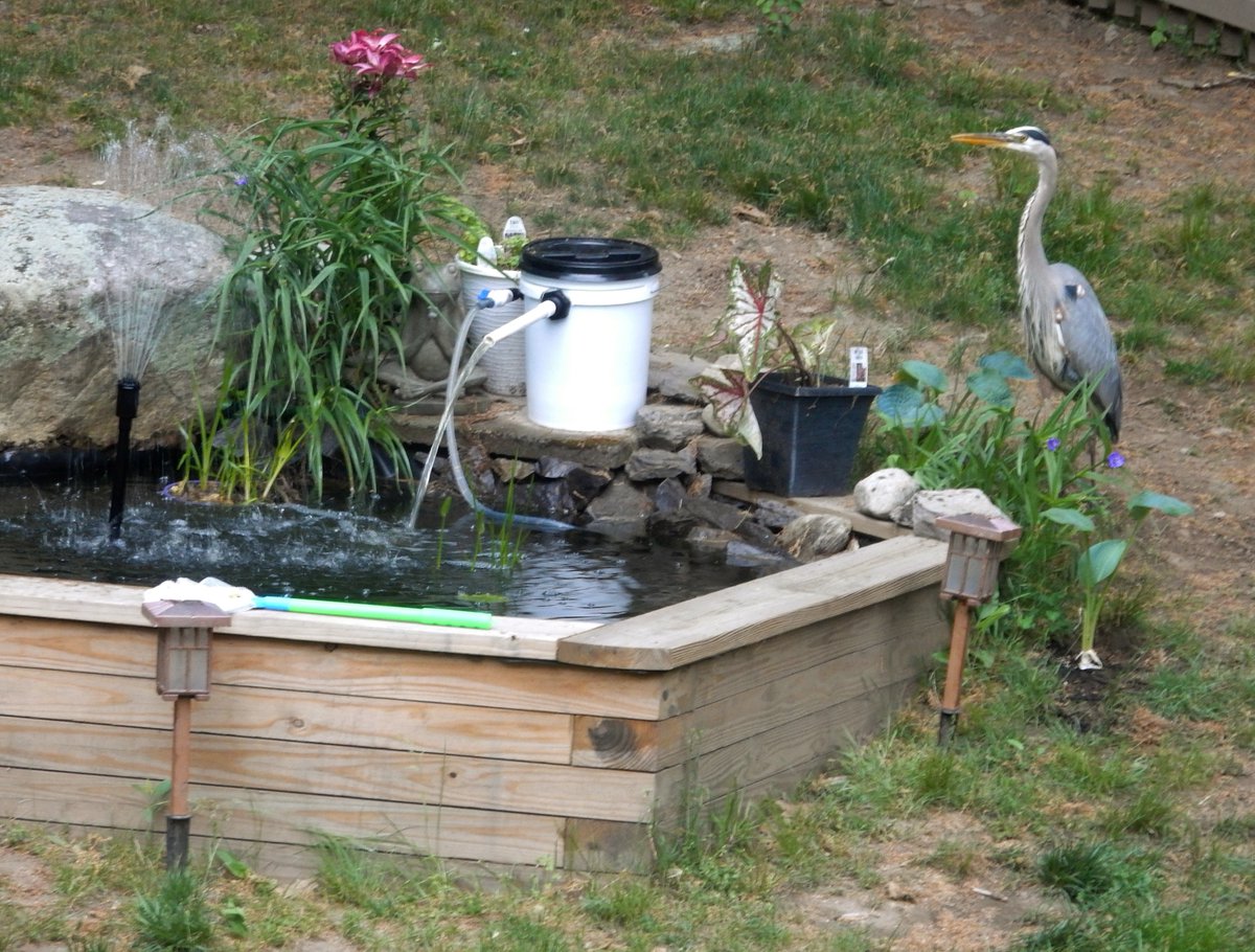Death paid a visit to my fish pond early in the morning. He left well fed with about half the fish. I can't blame him. Circle of life. Now it's covered with a net.
#Heron #Fishpond