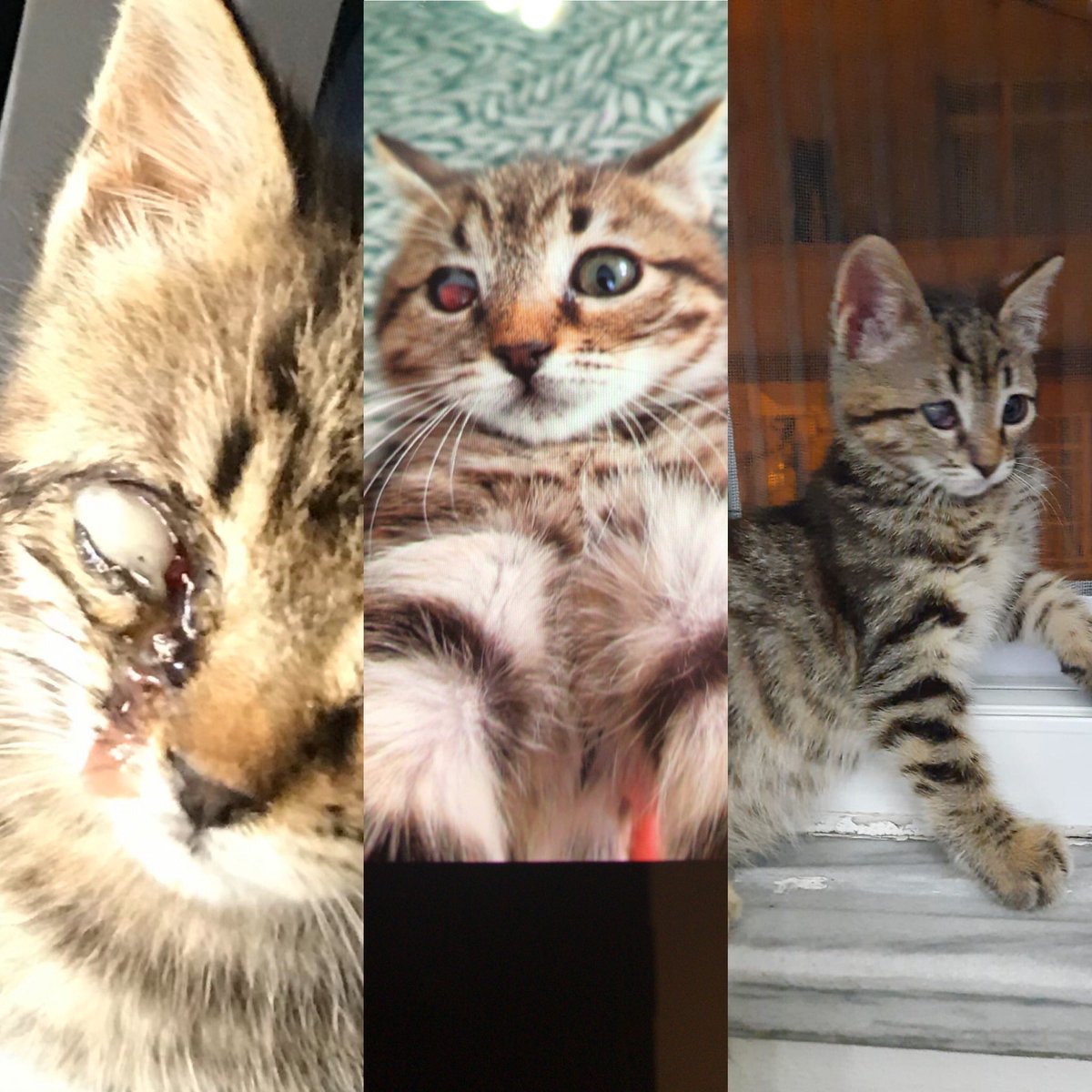 Ben iyileştim ‘ ama tek gözüm görmüyor ‘ bu bana hiç engel değil ‘ şimdi bana yuva olacak yeni ailemi arıyorum ‘bir doktor amca beni alacaktı  bir hafta bekletin dedi sonra da dönmedi ‘ beni bu halimle kabul eder misiniz ? İstanbul Gaziosmanpaşa 05422899566
<a href="/arslan_songul/">GülGüzeli 🇹🇷</a>