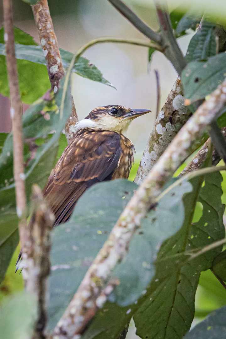 Tanager Tours tweet media