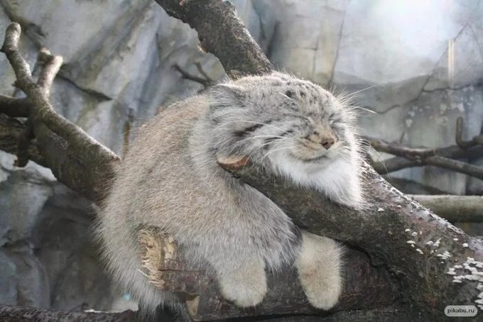 #HappyCaturday #manul https://t.co/DMSZu3BNtw<a href="/tag/happycaturday"class="tags">#HappyCaturday</a><a href="/tag/manul"class="tags">#manul</a>