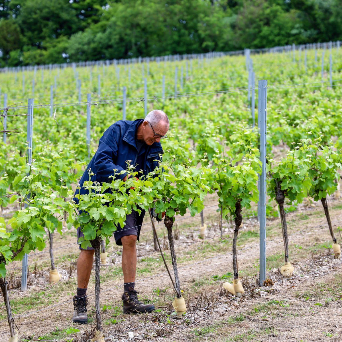 Greyfriars Vineyard (@greyfriarsvine) on Twitter photo 