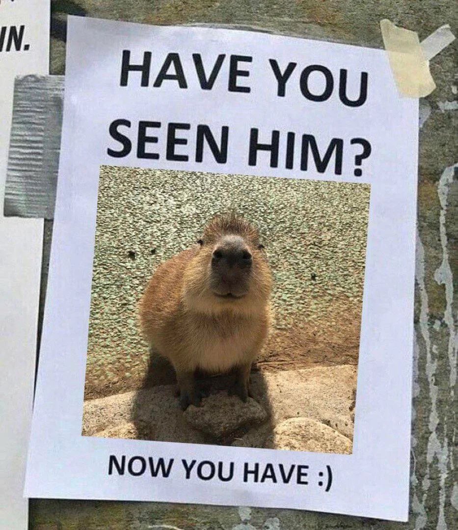 CAPYBARA MAN (@capybara_man) on Twitter photo 