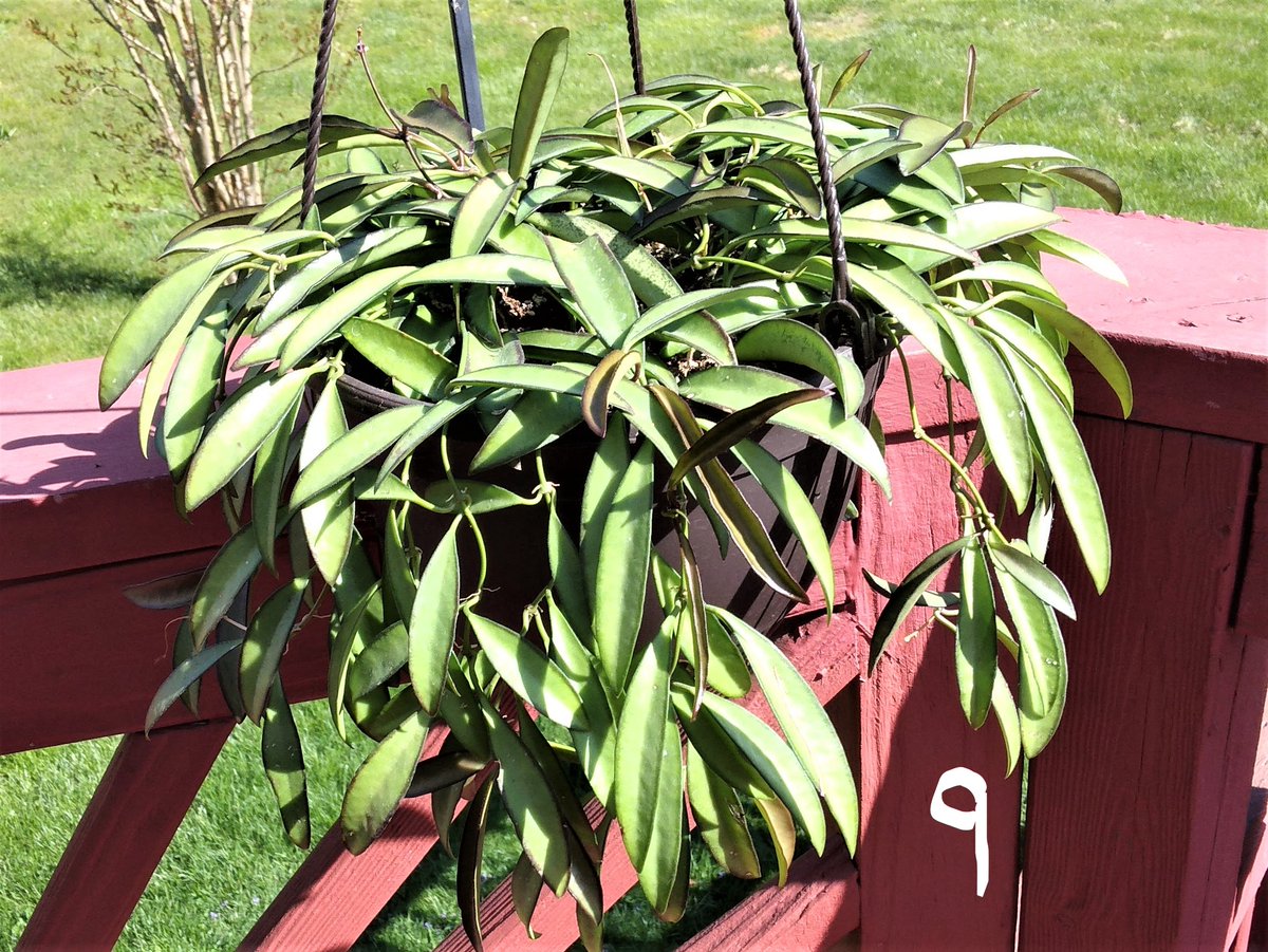 A PLANTIFUL OASIS
Please visit my FB page-Marge Brooks (the one with the Native American Woman)
Subscribe, Like, or pm Friend / You can see all the products for sale there.
 *See description for pricing