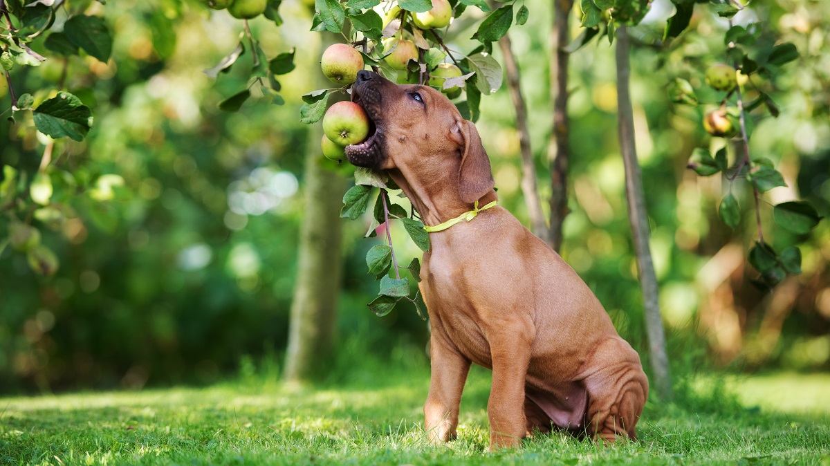 Earth911's tweet photo. Looking for healthy dog snacks that carry a smaller CO2 footprint? Look no further than your garden for fruits and veggies dogs enjoy.
#Sustainability #Livegreen #Ecofriendly #Healthypets #Dogs #Dogtreats #Natural #Naturalpets #Sustainable #Sustainablelife
https://t.co/NpPpwHUWSZ https://t.co/hNJRGTfXDl
