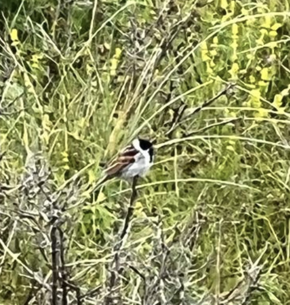 paulsayers77's tweet photo. @Natures_Voice @BBCSpringwatch saw this bird today nr Beadnell Bay. Can anyone tell me what it is? https://t.co/aLETFMGOQ2