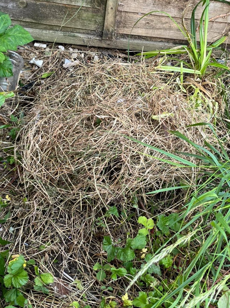 Wild Hogs Hedgehogs Rescue tweet media