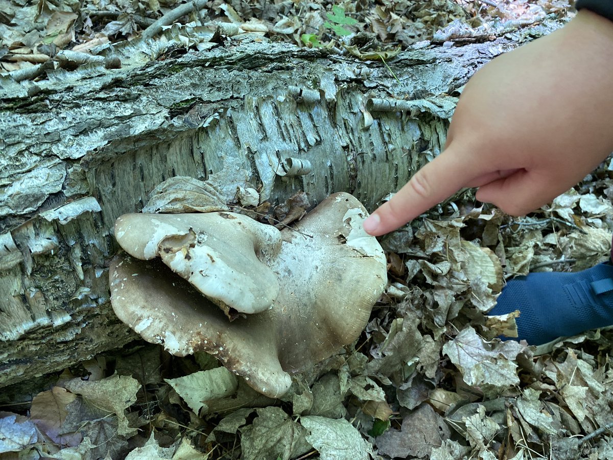 AnneSeniuk's tweet photo. We explored the forest today to look at flowers, seeds, bark, roots. We even combined our plant unit with our structures unit! Mother Nature didn’t disappoint !! @KanataHighlands https://t.co/wXT5RkraEB