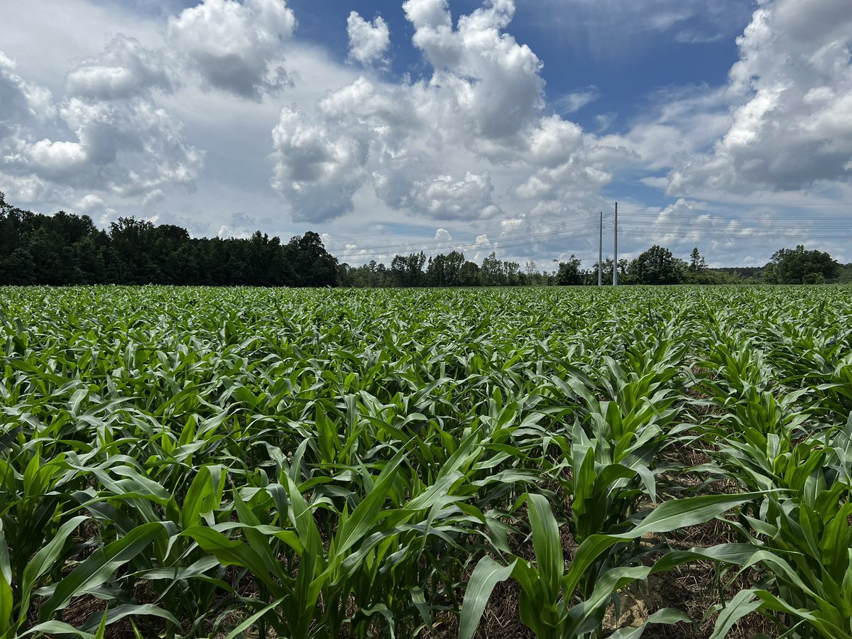 Happy Memorial Day 🙏🏾. AgriGold 647-35. @AgriGoldSouth @