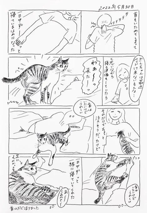 2022/5/30のぎんちゃん  #今日のぎんちゃん 