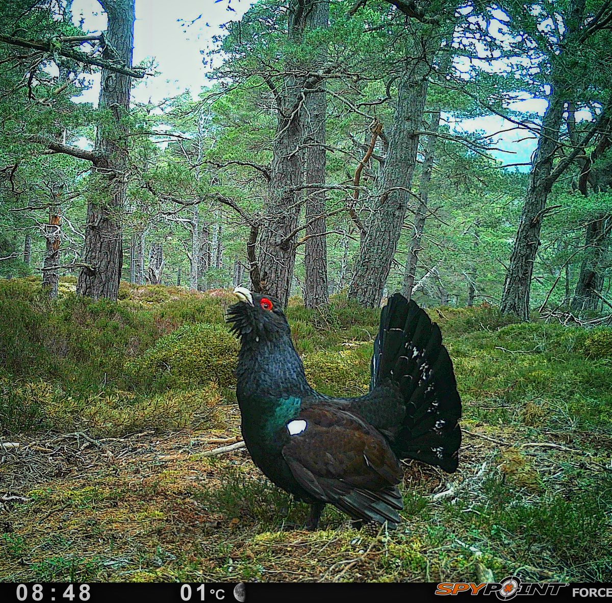 Balmoral Castle tweet media