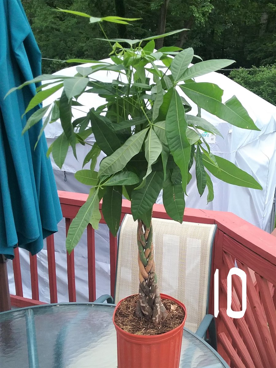 preslimo410's tweet photo. A PLANTIFUL OASIS
Please visit my FB page-Marge Brooks (the one with the Native American Woman)
Subscribe, Like, or pm Friend / You can see all the products for sale there.

*Please review pricing in the description* https://t.co/NXWBpDataX