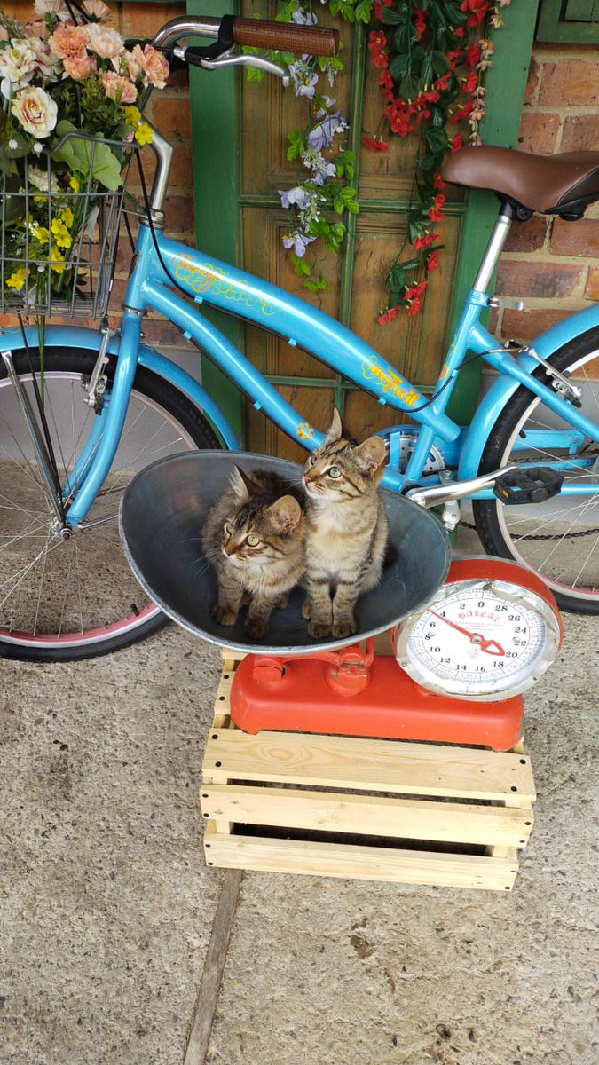 The cutest thing you'll see today. 💜❤ #petlovers #NFTartist #nftcats #NFTCommunity #NFTworld