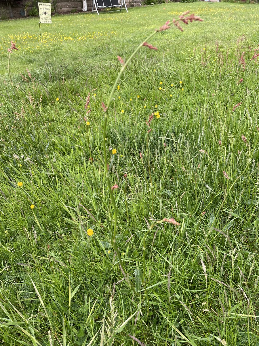 Jason_Loughran's tweet photo. @Natures_Voice My #NoMowMay, complete with a lawn flag! https://t.co/wGiIJRJTx0