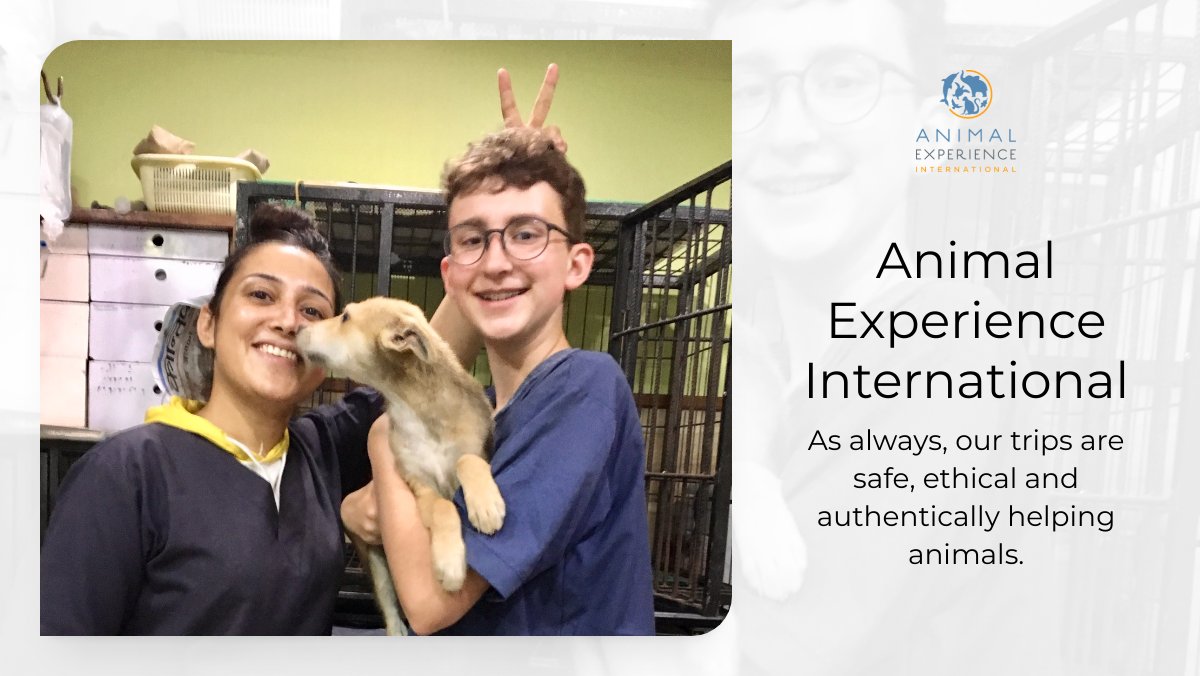 Volunteering with Ukrainian and Nepali dogs. Read about our next AEI group trip- this time to #Nepal in November! Also featured is a week long #volunteer program with Red Shed Project who is helping displayed #Ukrainian dogs.  - mailchi.mp/9c82373dd5bf/v…