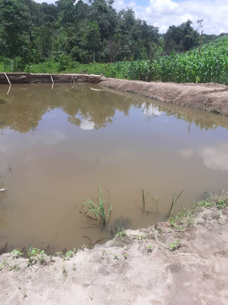 pmtungila's tweet photo. Hidden deep in Kawalazi Tea estate in NkhataBay is a farming paradise. Gons Integrated Farms founder Mwabi Gondwe is one of the entrepreneurs that I am mentoring in @FlameTreeMalawi #Destudio program #Entrepreneurship https://t.co/oa4ccmeljv