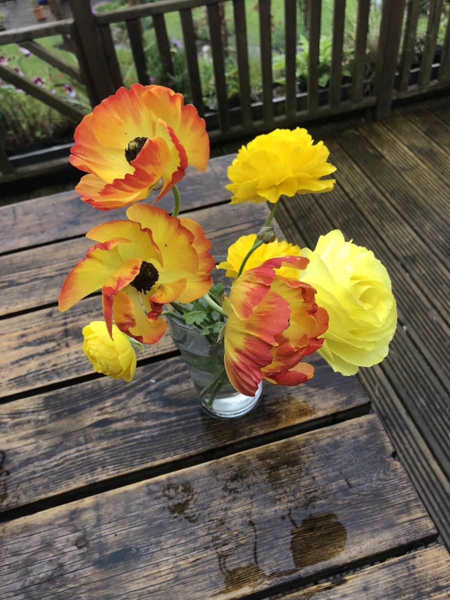 Plantoftheday1's tweet photo. Too good to leave in the garden, hidden. https://t.co/ak95ZODJ3z