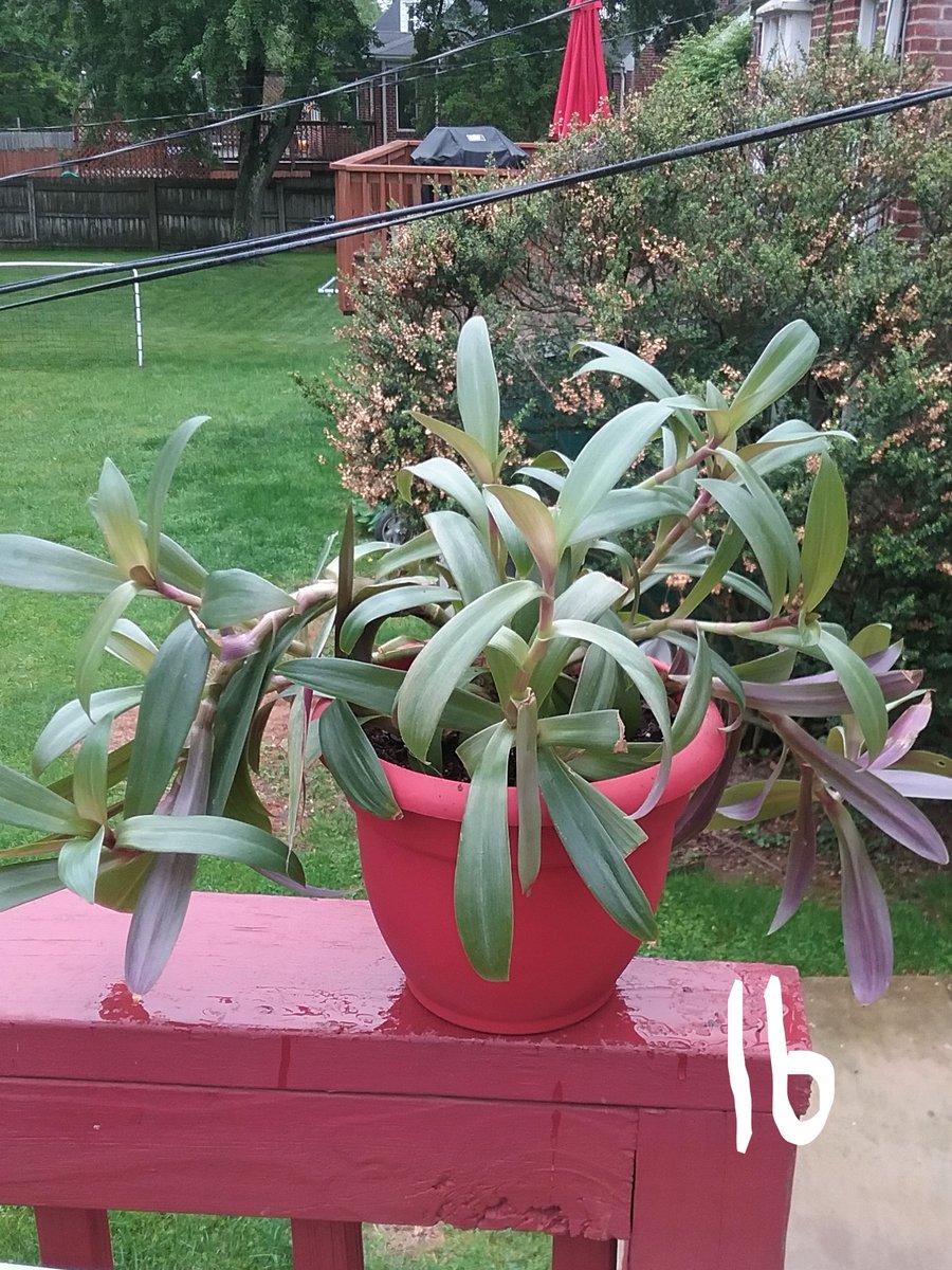 preslimo410's tweet photo. A PLANTIFUL OASIS
FB page-Marge Brooks (gypsy) Subscribe, Like, Friend/All the products for sale are there. Interested, message or text Marge 410-382-8894. 
12-Philodendron Birkens $12.00
15-Neon Pothos    $12.00
16-Purple Heart (Large)   $15.00
16a-Purple Shamrocks    $7.00 https://t.co/MX6F7efkvV