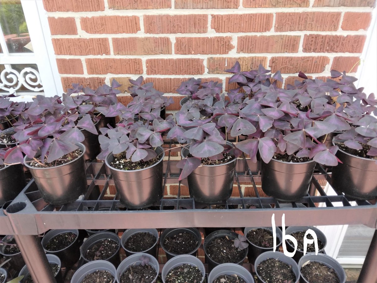 A PLANTIFUL OASIS
FB page-Marge Brooks (gypsy) Subscribe, Like, Friend/All the products for sale are there. Interested, message or text Marge 410-382-8894. 
12-Philodendron Birkens $12.00
15-Neon Pothos    $12.00
16-Purple Heart (Large)   $15.00
16a-Purple Shamrocks    $7.00